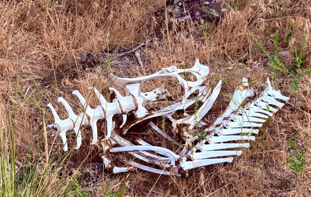 animal bones, wolverine canyon idaho
